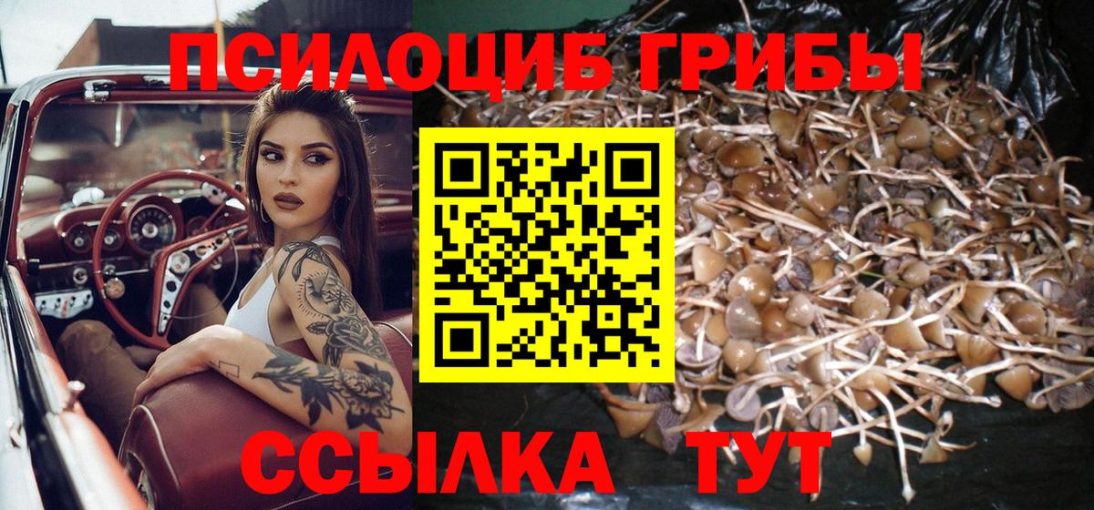 Менделеевск  Псилоцибиновые грибы Cubensis  Вход с VPN 